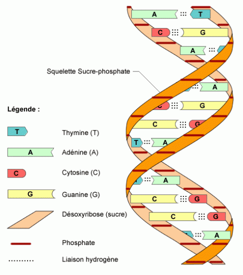adn